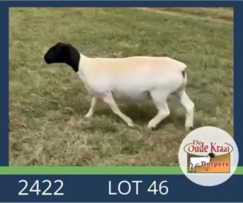 1X DORPER T5 EWE De Oude Kraal Dorpers
