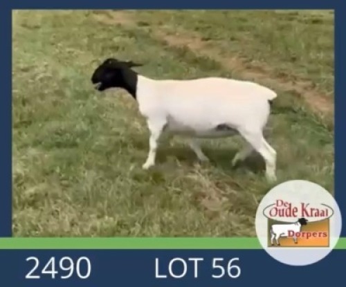 1X DORPER T5 EWE De Oude Kraal Dorpers
