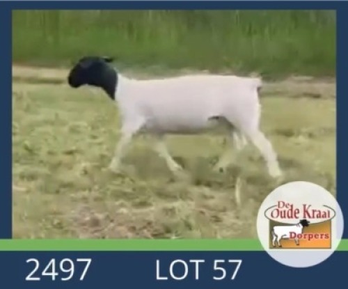 1X DORPER T5 EWE De Oude Kraal Dorpers