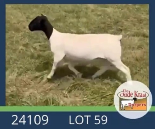 1X DORPER T5 EWE De Oude Kraal Dorpers