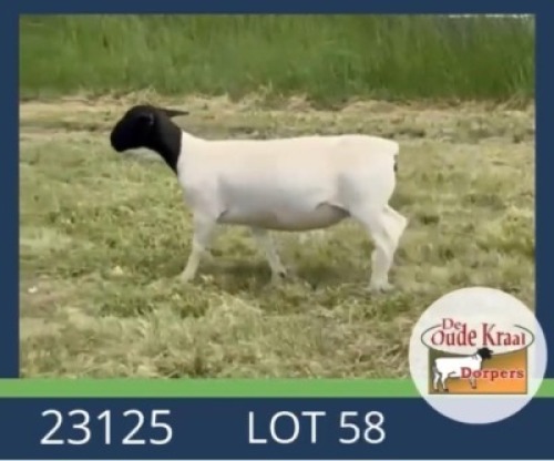 1X DORPER T5 EWE De Oude Kraal Dorpers