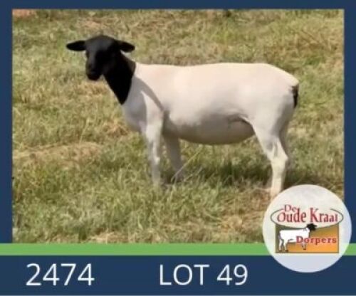 1X DORPER T5 EWE De Oude Kraal Dorpers