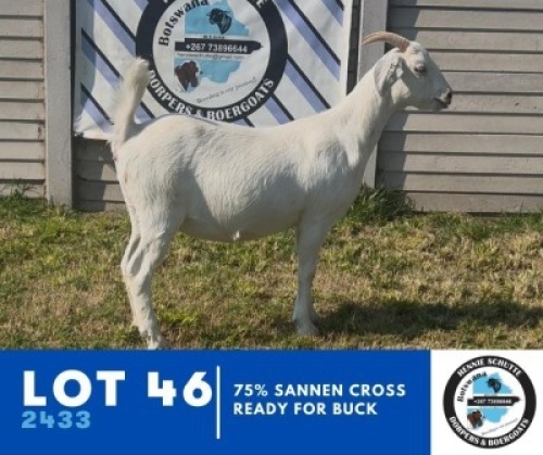 1X BUSHRA STUD (Per animal to take the lot)