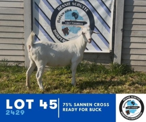 1X BUSHRA STUD (Per animal to take the lot)