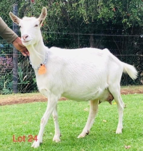 1 X SAANEN EWE/OOI GELUKSFONTEIN