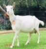 1 X SAANEN EWE/OOI GELUKSFONTEIN