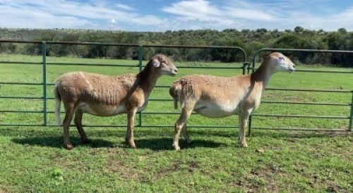 2X MEATMASTER NOT RECORDED PREGNANT EWE Shefa Bester & Bosch Meatmasters (Per animal to take the lot)