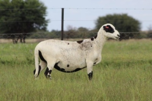 2X MEATMASTER NOT RECORDED PREGNANT EWE Xandorr (Per animal to take the lot)