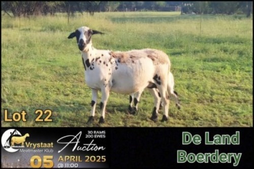 1+1X MEATMASTER NOT RECORDED EWE De Land Boerdery