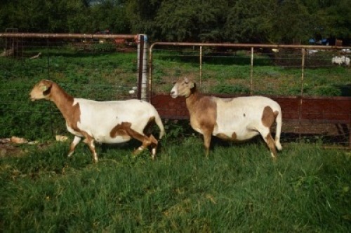 2X MEATMASTER NOT RECORDED PREGNANT EWE Chriscor (Per animal to take the lot)