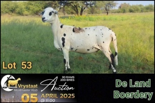 1X MEATMASTER NOT RECORDED EWE De Land Boerdery