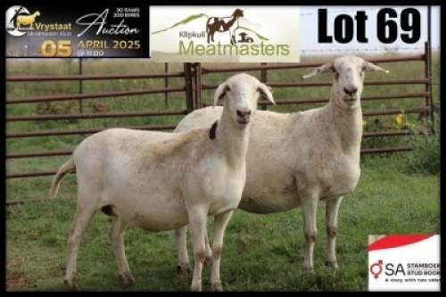 2X MEATMASTER RECORDED PREGNANT EWE Klipkuil Meatmasters (Per animal to take the lot)