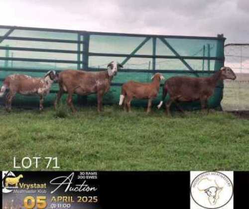 2+2X MEATMASTER NOT RECORDED EWE Middelpunt Meatmasters (Per animal to take the lot)