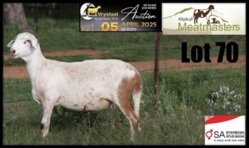 1X MEATMASTER RECORDED PREGNANT EWE Klipkuil Meatmasters
