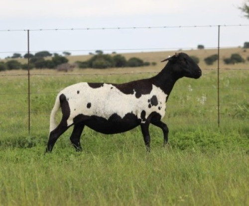 2X MEATMASTER NOT RECORDED PREGNANT EWE Xandorr (Per animal to take the lot)