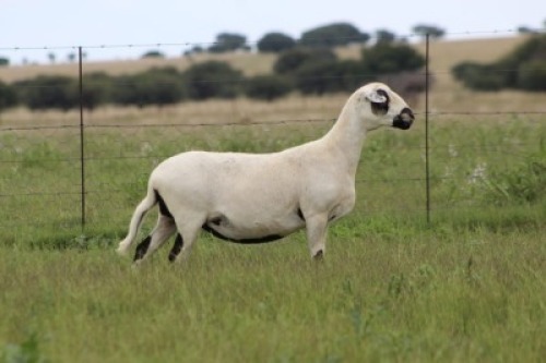 2X MEATMASTER NOT RECORDED PREGNANT EWE Xandorr (Per animal to take the lot)