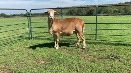 1X MEATMASTER NOT RECORDED PREGNANT EWE Shefa Bester & Bosch Meatmasters