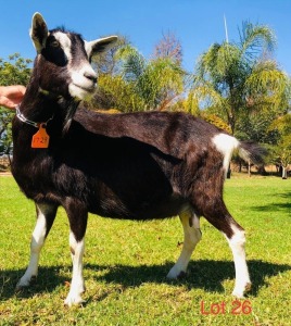 1 X BRITISH ALPINE EWE/OOI GELUKSFONTEIN