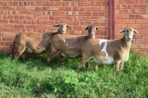 3X MEATMASTER NOT RECORDED PREGNANT EWE Chriscor (Per animal to take the lot)