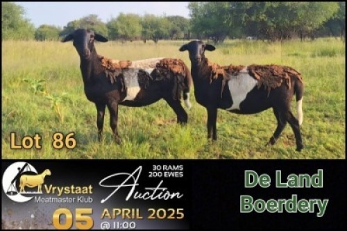 2X MEATMASTER NOT RECORDED PREGNANT EWE De Land Boerdery (Per animal to take the lot)