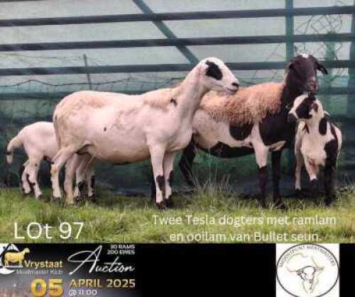2+2X MEATMASTER NOT RECORDED PREGNANT EWE Middelpunt Meatmasters (Per animal to take the lot)