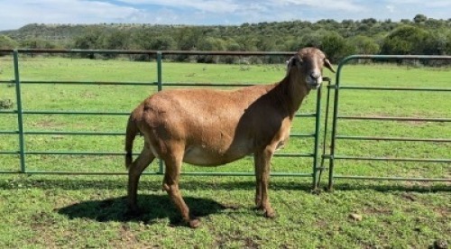 1X MEATMASTER NOT RECORDED PREGNANT EWE Shefa Bester & Bosch Meatmasters