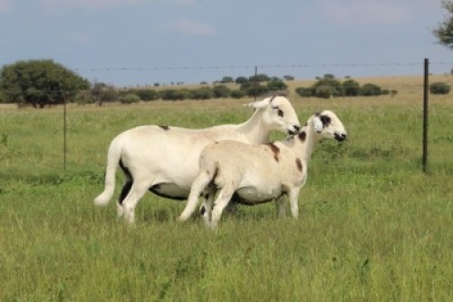1X MEATMASTER NOT RECORDED PREGNANT EWE Xandorr