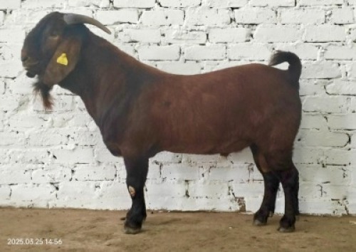 1X KALAHARI RED FLOCK BUCK Dhidejak