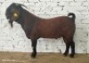 1X KALAHARI RED FLOCK BUCK Dhidejak
