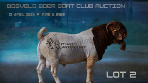 WITHDRAWN - 1X BOER GOAT BUCK Welgelee Boer Goat Stud