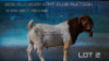 WITHDRAWN - 1X BOER GOAT BUCK Welgelee Boer Goat Stud