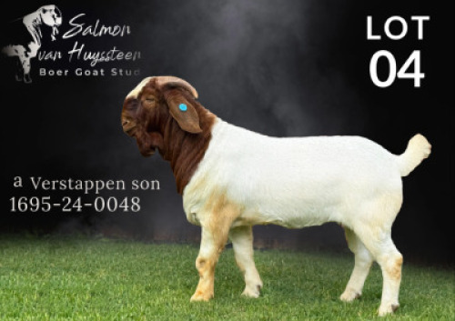 1X BOER GOAT STUD BUCK Salmon van Huyssteen Boer Goat Stud