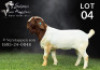 1X BOER GOAT STUD BUCK Salmon van Huyssteen Boer Goat Stud
