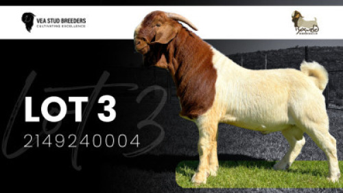 1X BOER GOAT STUD BUCK VEA Stud Breeders