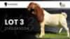 1X BOER GOAT STUD BUCK VEA Stud Breeders