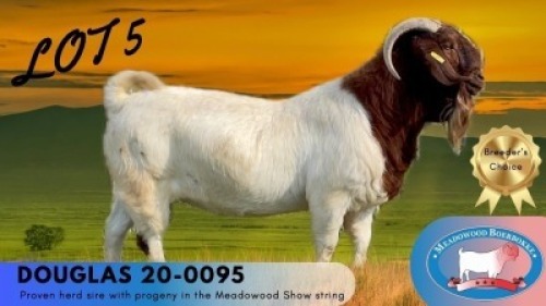 1X BOER GOAT FLOCK ON COLOUR BUCK Meadowood Boerbokke
