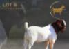 1X BOER GOAT FLOCK BUCK Brent-Meek Boer Goat Stud