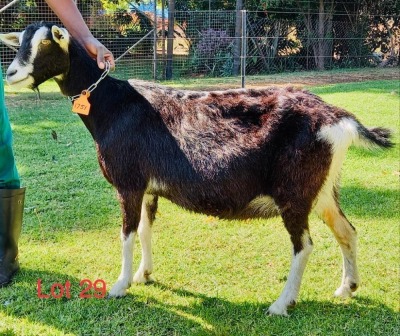 1 X BRITISH ALPINE EWE/OOI GELUKSFONTEIN