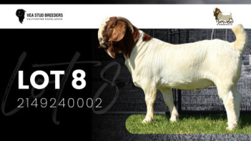 1X BOER GOAT STUD BUCK VEA Stud Breeders