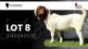 1X BOER GOAT STUD BUCK VEA Stud Breeders