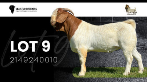 1X BOER GOAT FLOCK BUCK VEA Stud Breeders