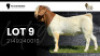 1X BOER GOAT FLOCK BUCK VEA Stud Breeders
