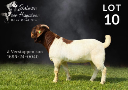 1X BOER GOAT FLOCK ON COLOUR BUCK Salmon van Huyssteen Boer Goat Stud