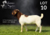 1X BOER GOAT FLOCK ON COLOUR BUCK Salmon van Huyssteen Boer Goat Stud