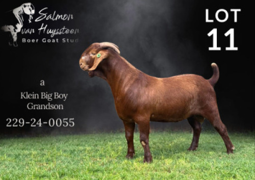 1X KALAHARI RED STUD BUCK Salmon van Huyssteen Boer Goat Stud