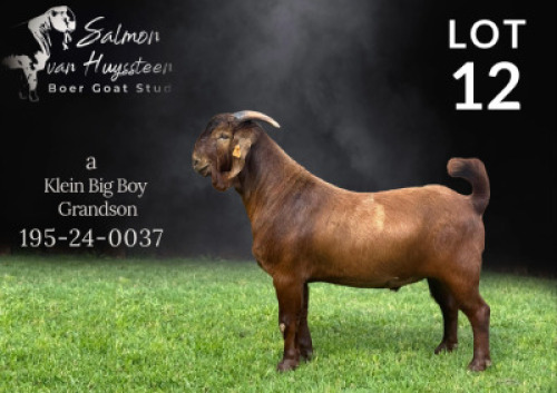 1X KALAHARI RED STUD BUCK Salmon van Huyssteen Boer Goat Stud