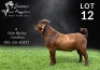 1X KALAHARI RED STUD BUCK Salmon van Huyssteen Boer Goat Stud