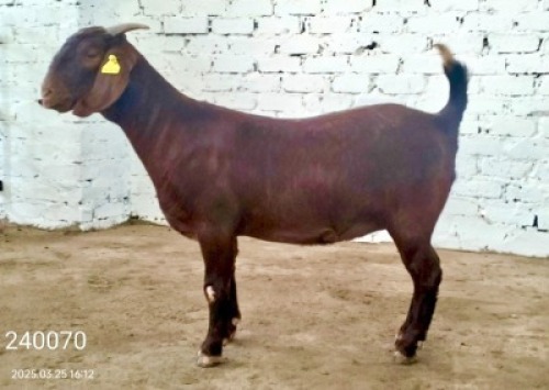 1X KALAHARI RED STUD DOE Dhidejak