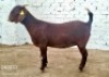 1X KALAHARI RED STUD DOE Dhidejak