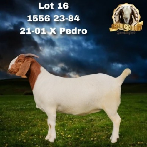 1X BOER GOAT FLOCK DOE Bezuidenhout Boer Goat Stud